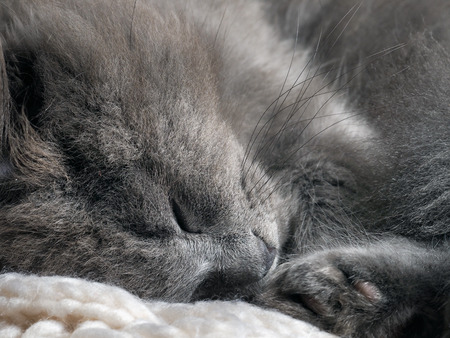 Gray cat sleeping. Many fur, muzzle contented kitten closeの写真素材