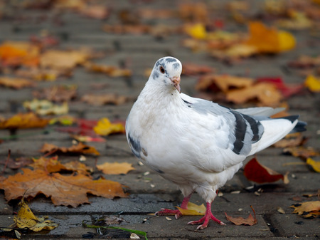 White pigeon walking on the footpath in the park. Fall, autumn leaves, bridgeの写真素材