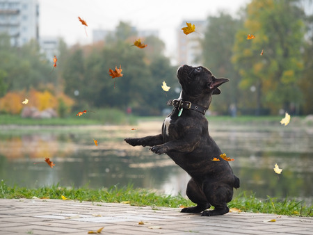 Dog funny playing with falling leaves in autumn parkの写真素材
