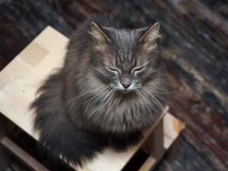 Grey cat sits on a chair and sleepingの写真素材