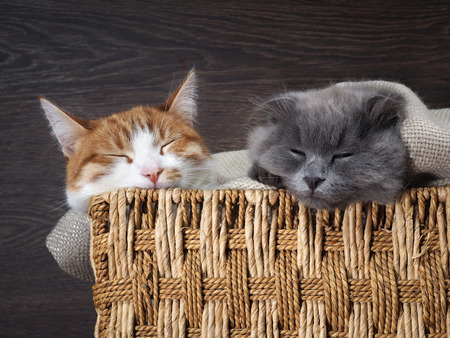 Cat and kitten cute sleeping together in a wicker boxの写真素材