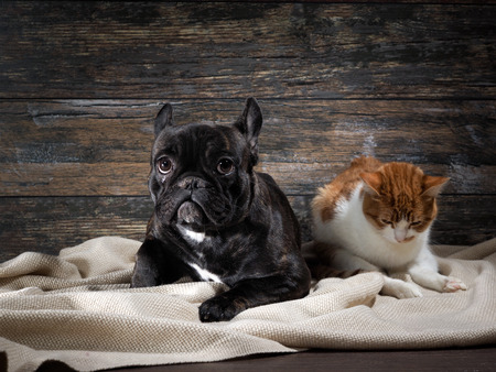 Dog and cat on a background of an old wooden wall. Pets sad, dog crying and looking hopeful.の写真素材