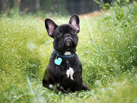 Dog sitting in the tall green grassの写真素材
