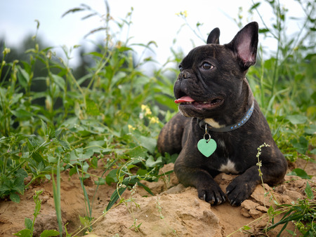Dog lying in the grass. Hot dog, pink tongueの写真素材