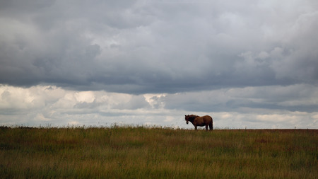 Far horse grazing in a field on the sky backgroundの写真素材