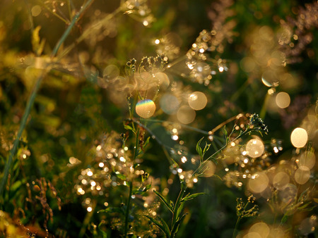 Background sunset, nature, sun glare and plantsの写真素材