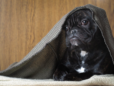 Dog under a knitted blanket. Funny black bulldogの写真素材