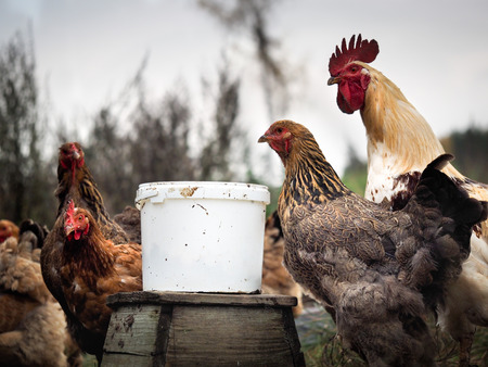 Hens and a rooster near the bucket with foodの写真素材