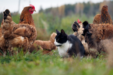 Country cat sitting among chickens walkingの写真素材