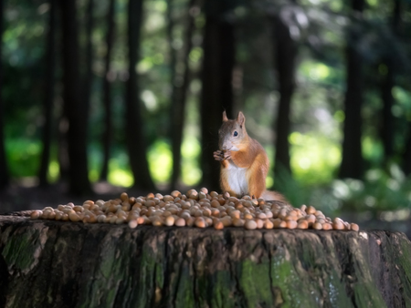 Squirrel gnaws nuts on a tree stump in the forestの写真素材