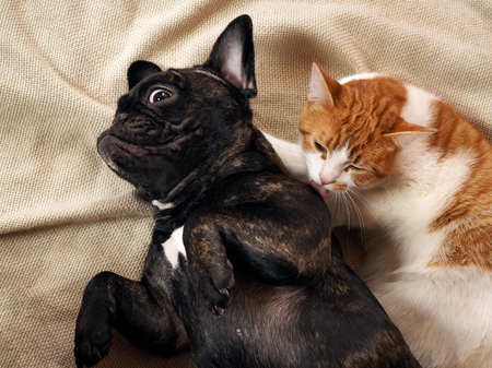 The cat licks a surprised funny dogの写真素材