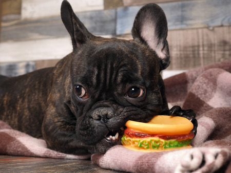 Dog playing with a toy - a rubber hamburgerの写真素材