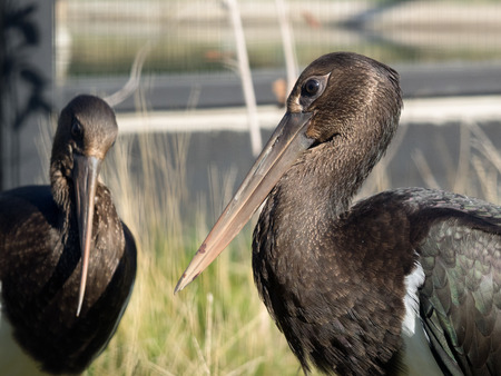 Bird Black Stork. Long beak brown feathersの写真素材
