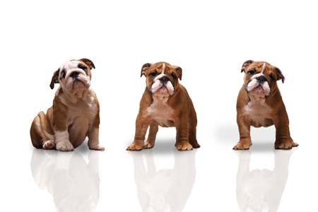 Dogs English bulldog puppies on white backgroundの写真素材