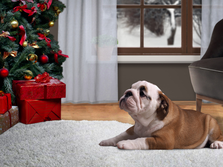 Dog lying on the floor in a house near a Christmas tree with giftsの写真素材
