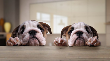 Two dogs, English bulldog puppies at the table in the kitchenの写真素材