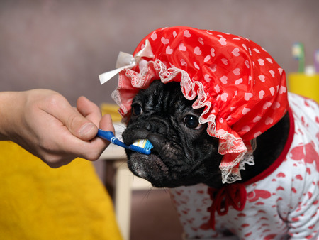 Funny dog brush their teeth with a toothbrush. Dog in a shower cap and gown. Man's hand. The concept of dental care, cleanliness, hygiene petsの写真素材