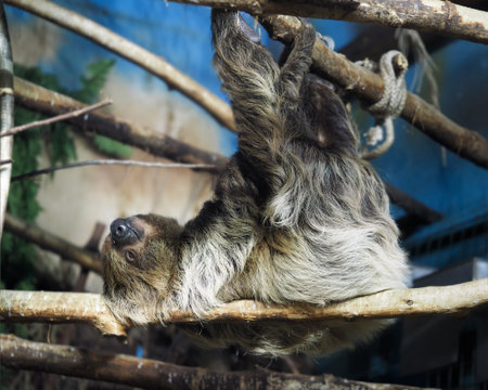 sleeping sloth hanging on a tree branch at the zooの写真素材