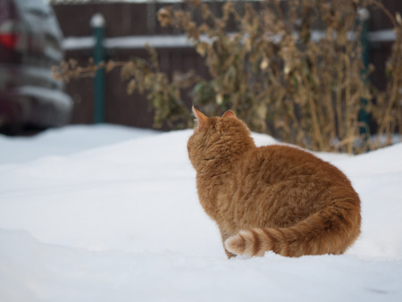 Cat on the snow looks on the car. Concept abandoned, freezing cats. The problem of stray animals, coldの写真素材
