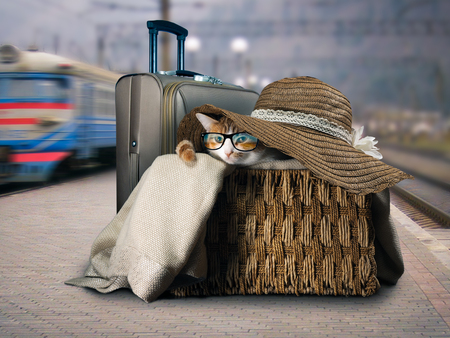 Funny cat in a box on the platform waiting for the train to come. The concept of travellingの写真素材