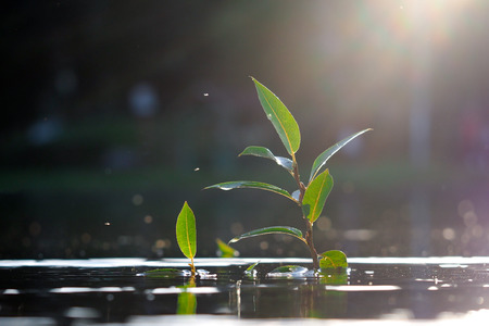Green plants in the water. A small young shoot of a large and strong plant. The sun's raysの写真素材