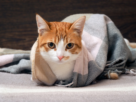 Funny cat wrapped in plaid lies on the bedの写真素材