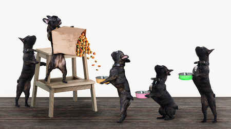 Funny dogs stand in line for food with bowls in their pawsの写真素材