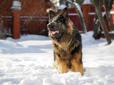Big dog shepherd standing in the snow driftsの写真素材
