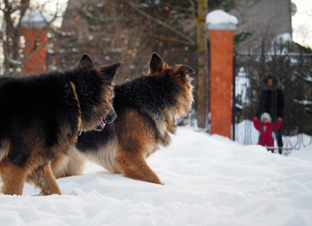 Two huge guard dogs looking at the woman and child behind a fenceの写真素材