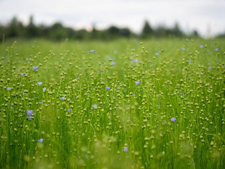Flax field. Blue flowers, the formation of the bolls of flaxの写真素材