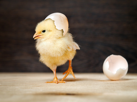 Newborn chick. The shell of the egg. Funny and cute chickの写真素材