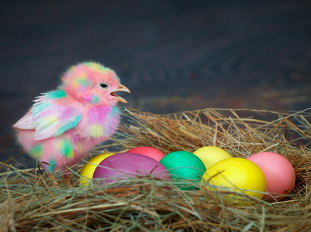 Bright colored chicken. Easter eggs. Chicken coop, hayの写真素材