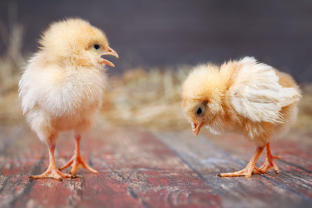 Newborn Chicks. Orange Chicks in different posesの写真素材
