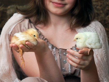 Female farmer holding baby Chicks chickensの写真素材