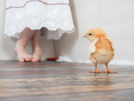 Cute little chicken on the floor. Background baby legsの写真素材