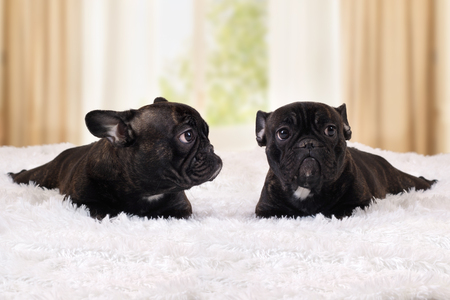 Two black dogs lying on the bed. The room is bright, white fluffy rugの写真素材