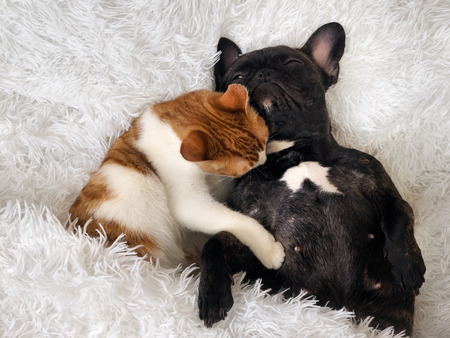 The cat affectionately hugging a sleeping dogの写真素材