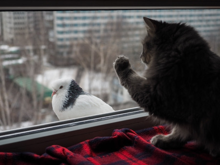 cat looks at a pigeon through the windowの写真素材