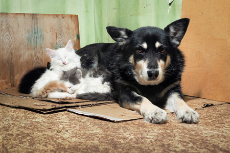 Stray dog and kittens. Dirty corner of the barn, torn cardboardの写真素材