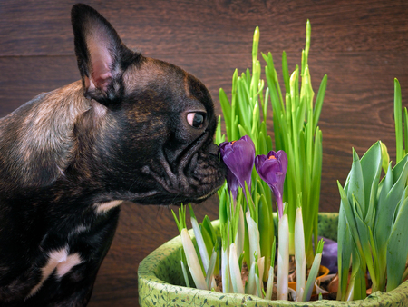 Dog smelling flowers. The black dog's snout, purple crocusesの写真素材