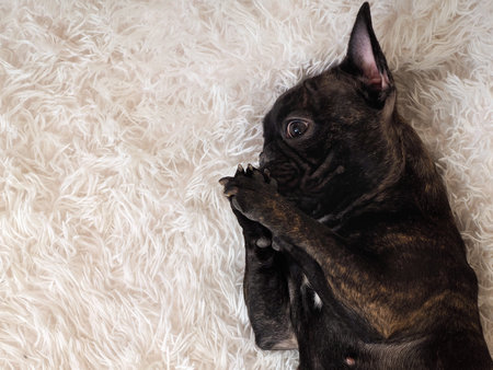 black dog is sleeping on a white blanketの写真素材