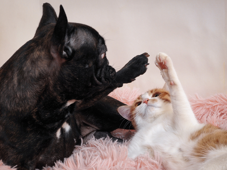 Cat and dog playing on the bed. Paws animalの写真素材