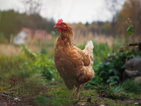 The hen walks among the tall grassの写真素材