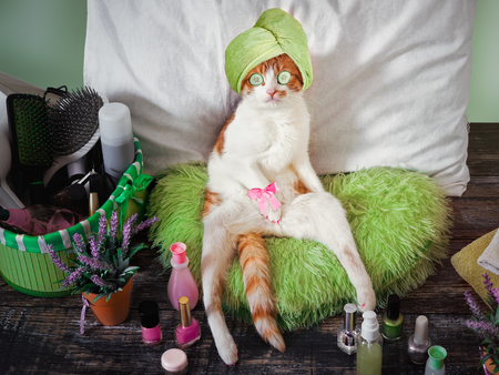 Funny cat resting in the beauty salon for animalsの写真素材