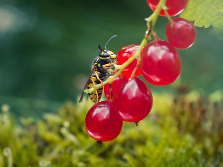 Insect wasp drinking the juice from the berries of currantの写真素材