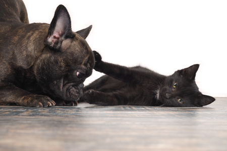 Cat and dog play on the floorの写真素材
