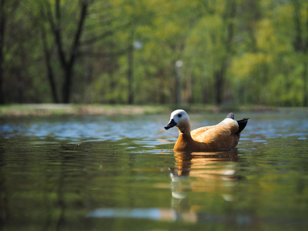Beautiful redhead duck floating in the pond.の写真素材