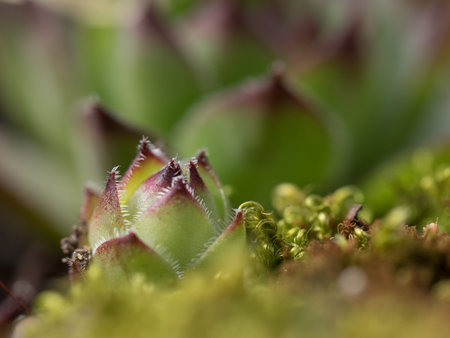 Beautiful succulent plants in the spring. Macroの写真素材