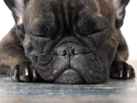 Cute black dog sleeping on the floor. French bulldog breedの写真素材