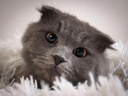 Purebred grey fluffy cat with expressive eyesの写真素材